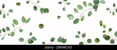 Eucalyptus twigs isolated on white background. Panoramic banner with delicate grey green silver dollar eucalyptus leaves. Flat lay, top view overhead. Stock Photo