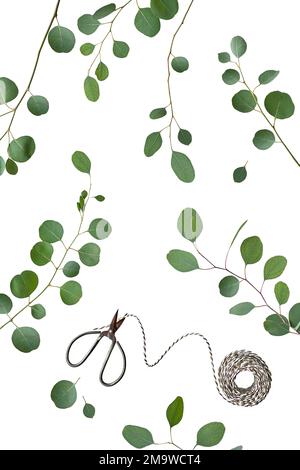 Eucalyptus twigs isolated on white background. Delicate grey green silver dollar eucalyptus leaves on branches. Flat lay, top view overhead. Scissors Stock Photo