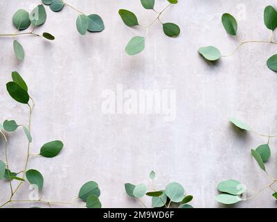 Eucalyptus twigs on stone, overhead view. Delicate grey green silver dollar eucalyptus leaves, copy-space, text space. Flat lay, top view on floral Stock Photo