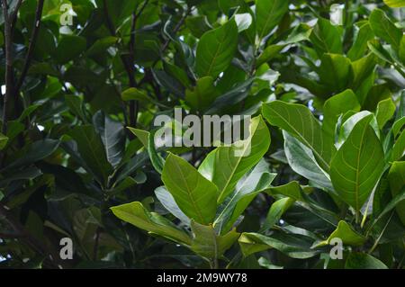 Portrait of green leaves on a tree against the sky. Suitable for backgrounds. Stock Photo