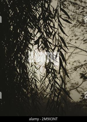 A vertical shot of weeping willow leaves on tree branches against a foggy background Stock Photo