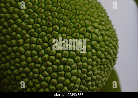 Close-up portrait of green jackfruit hanging on the tree. Young, fresh and green fruit. Stock Photo