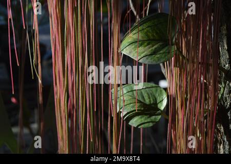 Ivory Betel leaves hang on a tree trunk surrounded by hanging roots. Illuminated by the morning sun. Stock Photo