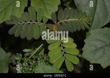 Landscape of various wild plants in back yard. Various leaf shapes of wild plants. young weeds. small forest. Stock Photo