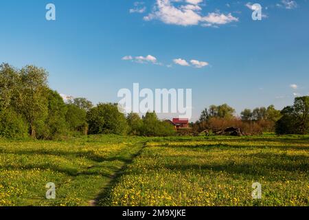 Yellow-green field overgrown with blooming dandelions against a blue sky in the countryside Stock Photo