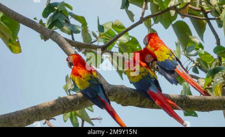 two scarlet macaws rest as a third preens its feathers at jaco in costa rica Stock Photo