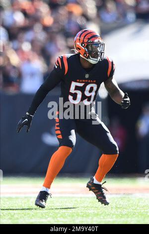 Cincinnati Bengals' Akeem Davis-Gaither (59) celebrates with Cam Sample  (96) during an NFL football game against the Baltimore Ravens, Sunday,  Sept. 17, 2023, in Cincinnati. (AP Photo/Jeff Dean Stock Photo - Alamy