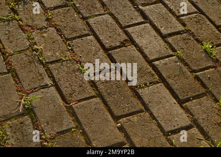 The pavement was lit by the morning sun. Grass grew from the gaps. Stock Photo