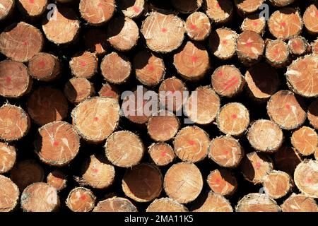 stacked spruce trunks debarked, Black Forest, Baden-Wuerttemberg, Germany Stock Photo