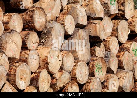 stacked spruce trunks debarked, Black Forest, Baden-Wuerttemberg, Germany Stock Photo