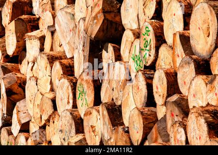 stacked spruce trunks debarked, Black Forest, Baden-Wuerttemberg, Germany Stock Photo