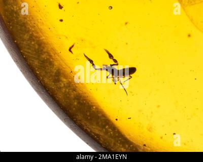 Close-up of a tiny 99 million year old pseudoscorpion preserved in a piece of  Burmese amber (burmite) Stock Photo