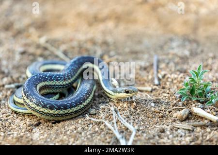 Thamnosophis lateralis, commonly known as the lateral water snake, is a endemic species of snake in the family Pseudoxyrhophiidae, Anja Comunity reser Stock Photo