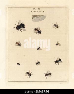 Giant Tachinid Fly - Tachina grossa Stock Photo - Alamy