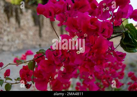 Beautiful pink flowers with smaller white flowers in their center that bloom in the middle of winter in the Castle of Santa Barbara in Alicante. Stock Photo