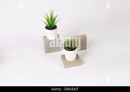 The two pots with echeveria and century plant succulent plants on concrete bricks on a white background Stock Photo