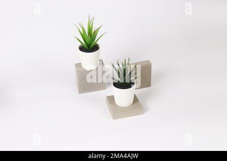 The two pots with haworthia and century plant succulent plants on concrete bricks on a white background Stock Photo