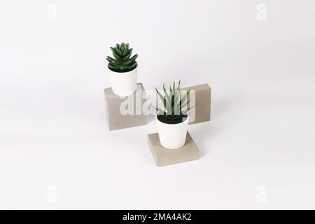 The two pots with haworthia and pachyphytum succulent plants on concrete bricks on a white background Stock Photo