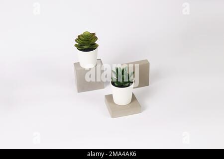 The two pots with echeveria and pachyphytum succulent plants on concrete bricks on a white background Stock Photo