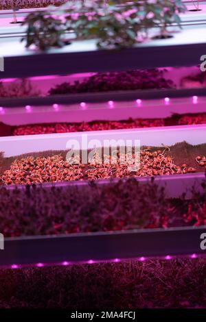 Germinating pea seeds without soil under LED grow light in hydroponic garden Stock Photo
