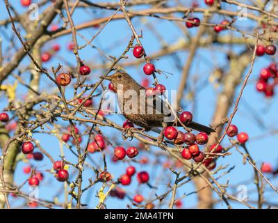 Blackbird Turdus merula female feeding on crab apples in garden Norfolk Stock Photo