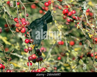Blackbird Turdus merula male feeding on crab apples in garden Norfolk Stock Photo