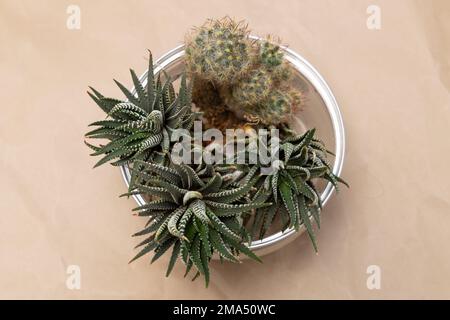 succulent plants collection bouquet arrangement in bowl craft paper background. Stock Photo