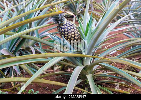 Pineapple growing in the garden, Vietnam Stock Photo