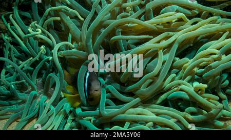 Close-up of Clownfish in fluorescent anemone. Red Sea Anemonefish (Amphiprion bicinctus) or Threebanded Anemonefish . Red sea, Egypt Stock Photo