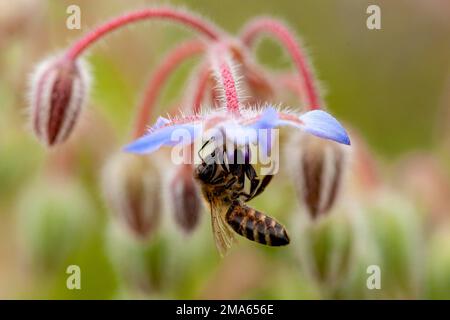 Borage flowers with bees, Germany Stock Photo