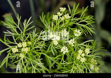 Flowering true coriander (Coriandrum sativum), Berlin, Germany Stock Photo