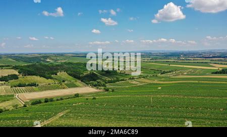 Landscape in summer with vineyards, borderland, Weinviertel, Hadres, Lower Austria, Austria Stock Photo