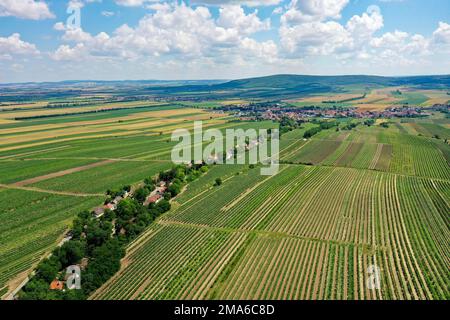 Landscape in summer with vineyards and cellar alley, borderland, Weinviertel, Hadres, Lower Austria, Austria Stock Photo