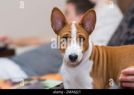 Indoor portrait of young Basenji dog(3.5 month old) having rest on sofa near it's master Stock Photo