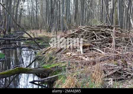 Beaver (Castor fiber), beaver lodge in the alder swamp forest, Peene Valley River Landscape nature Park, Mecklenburg-Western Pomerania, Germany Stock Photo