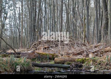 Beaver (Castor fiber), beaver lodge in the alder swamp forest, Peene Valley River Landscape nature Park, Mecklenburg-Western Pomerania, Germany Stock Photo