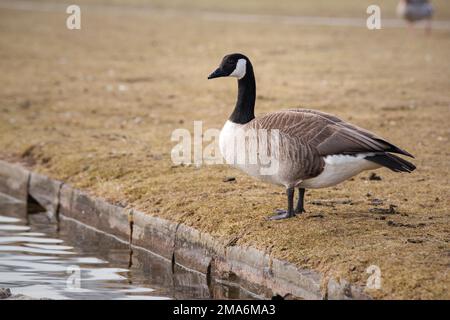 Canada goose 2024 germany locations