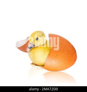 Newborn chick with broken egg shell. eggshell and newborn duckling. Stock Photo