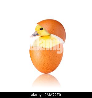 Newborn chick with broken egg shell. eggshell and newborn duckling. Stock Photo