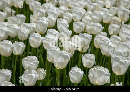 Close-up of many white tulips Stock Photo