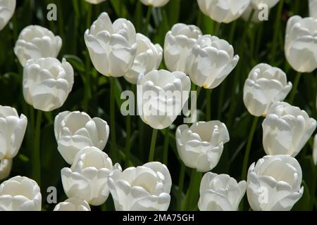 Close-up of many white tulips Stock Photo