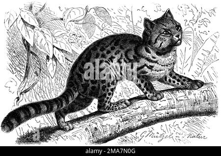 oncilla, Leopardus tigrinus,  (, ), Tigerkatze, oncille Stock Photo