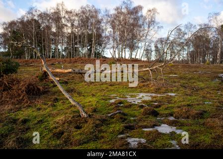 Wetland bog in the New Forest Hampshire England important for carbon capture and biodiversity. Stock Photo