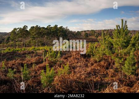Saplings pine trees grow in the foreground with established trees in the background after managed forest clearing protecting habitat in the New Forest Stock Photo
