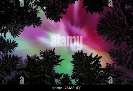 Aurora Borealis, Northern lights, above winter forest treetops. Tall spruce trees covered with snow. Stock Photo