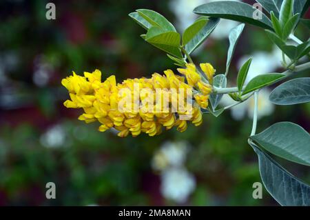 Yellow Argyrocytisus Battandieri 'Yellow Tail' (Pineapple Broom) Flowering Shrub at RHS Garden Bridgewater, Worsley, Greater Manchester, UK. Stock Photo