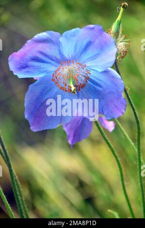 Single Blue Meconopsis 'Lingholm' '(Himalayan Blue Poppy) Flower grown at RHS Garden Bridgewater, Worsley, Greater Manchester, UK. Stock Photo