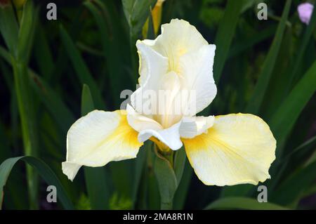 Single White Iris Sanguinea 'Snow Queen' (Siberian Iris) Flower grown at RHS Garden Bridgewater, Worsley, Greater Manchester, UK. Stock Photo
