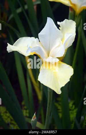 Single White Iris Sanguinea 'Snow Queen' (Siberian Iris) Flower grown at RHS Garden Bridgewater, Worsley, Greater Manchester, UK. Stock Photo