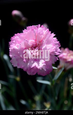 Single Suger-Pink Dianthus 'Candy Floss' (Pinks) Flower grown at RHS Garden Bridgewater, Worsley, Greater Manchester, UK. Stock Photo